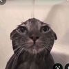 likessugar_