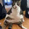 ratatatatarr