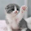 Happy Meow
