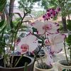 n.handayani3