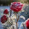 asmaeab81