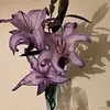 ass_r126
