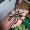 spidercity0