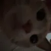 rorospam___