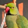 fiji_parrot