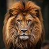 francisco_anderson4579