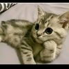 n_billi01