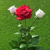 user47080336513046