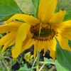chellegarden