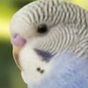 cobaltdaparakeet