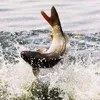 Tổng Kho Đồ Câu Cá