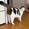 boobanhbao23