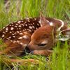 ..fawn_2011
