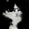 cinnamon_raven