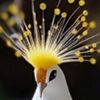 interestinganimals4