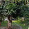 bispo9376