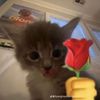 thanh.cute34