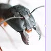 antlife