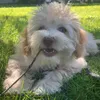 tofu_thehavanese