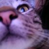 ilikecats902