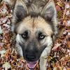 cherryjet.gsd