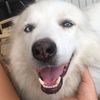 lilihusky