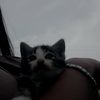 talish07_1