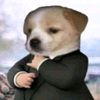 animales_insanos_tubbies