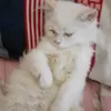 asaiiiiiiiiii