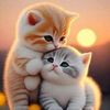 manar.khaled62