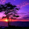 bog_edin