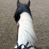 an_equestrian_book