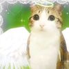 angelic_meowl