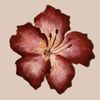 rose_core22