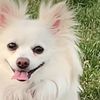 cuddlesthepomshi