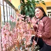 vuhoai1971