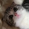 neko3._