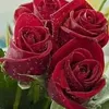 user8195715656056