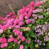 zoey_blossom_0