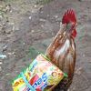 D suka mie ayam😹
