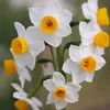 narcissus8225
