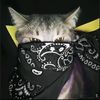 miaw54p