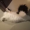 bayezeed_03