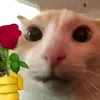 alicia_mausi