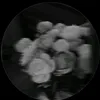 buonthtsu07