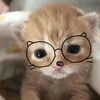 naphatche_