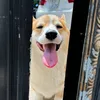 shibaciaonima