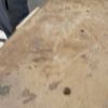 dylan_shepherd123