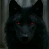 blachwolf1