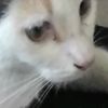 iloveall_.cats
